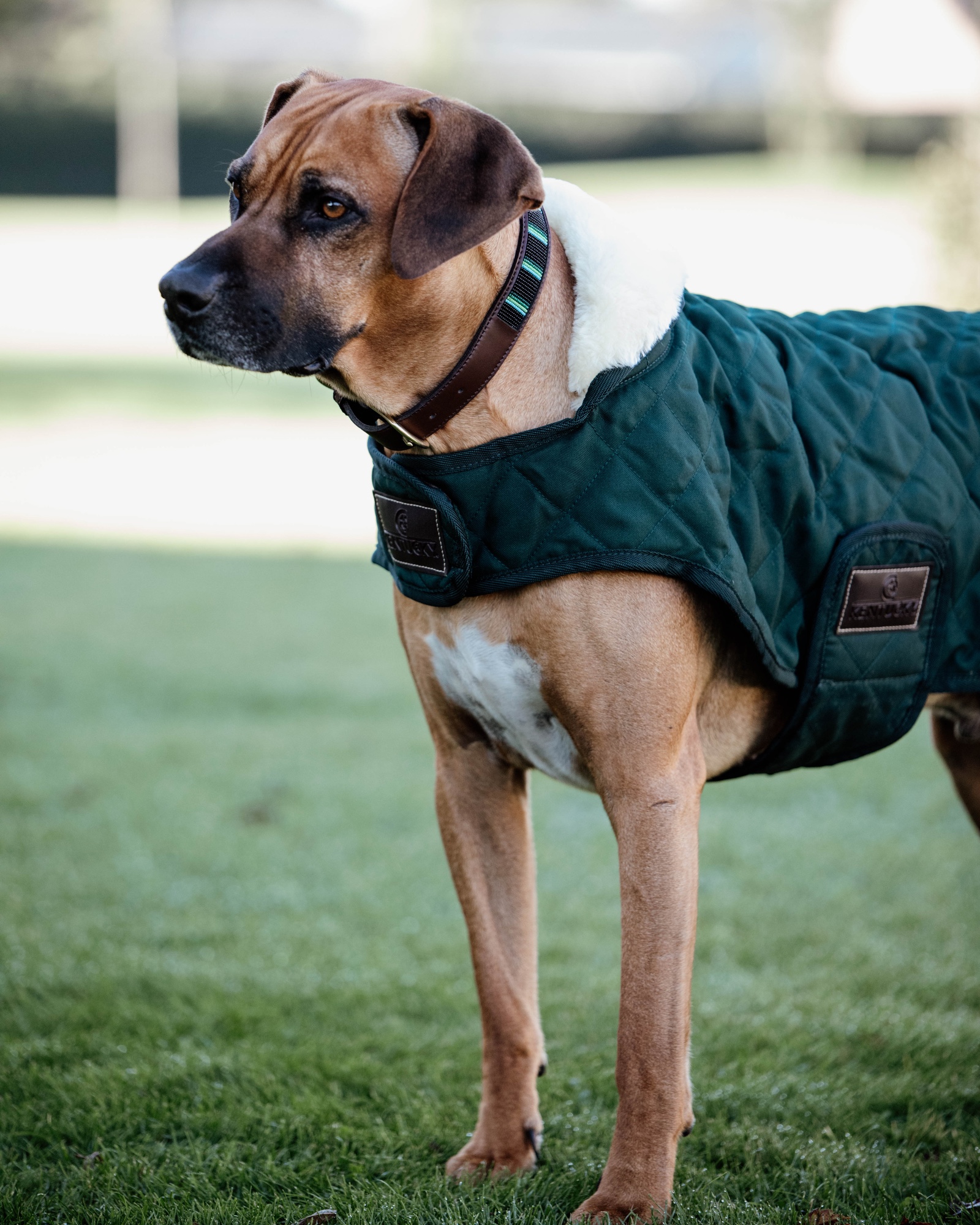 Original dog coat