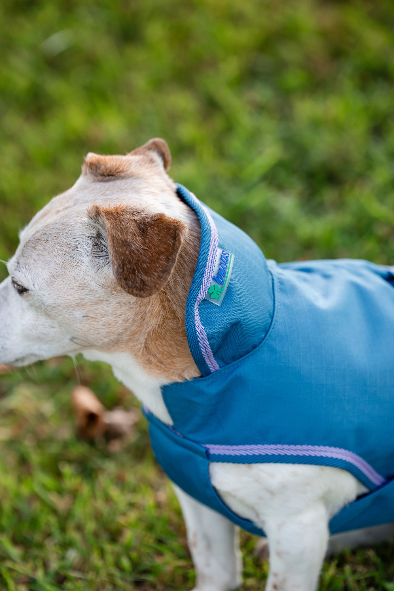 Hundedecke Freedom in Blueberry