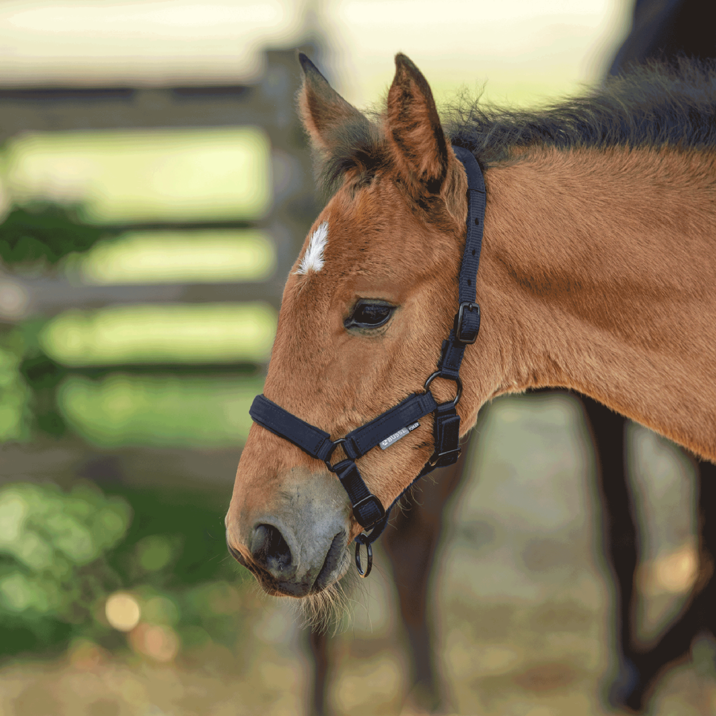 Headcollar FOAL-TASTIC ST