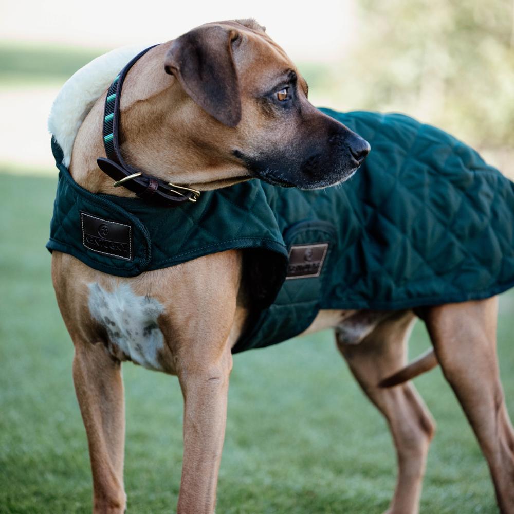 Manteau pour chien Original
