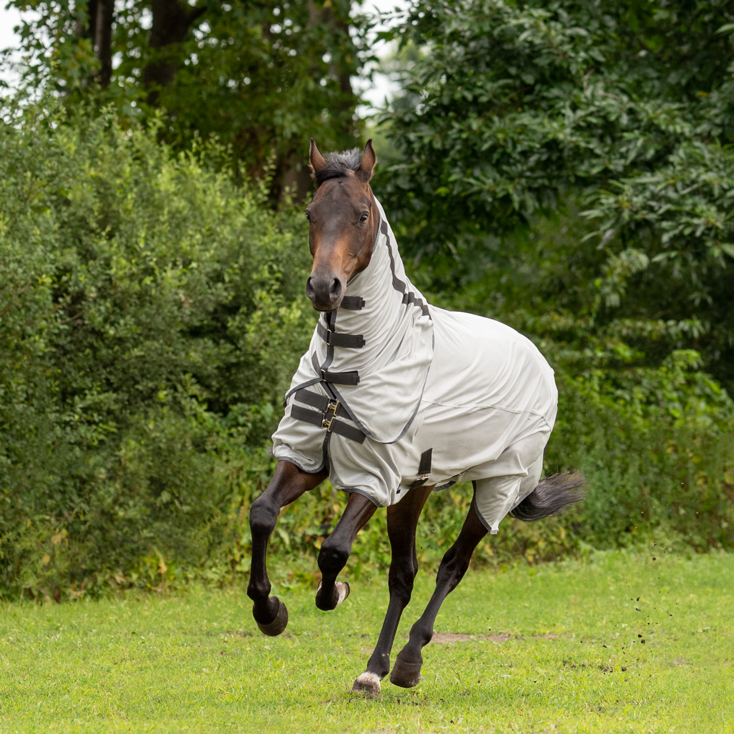 Sunshine II outdoor fly rug