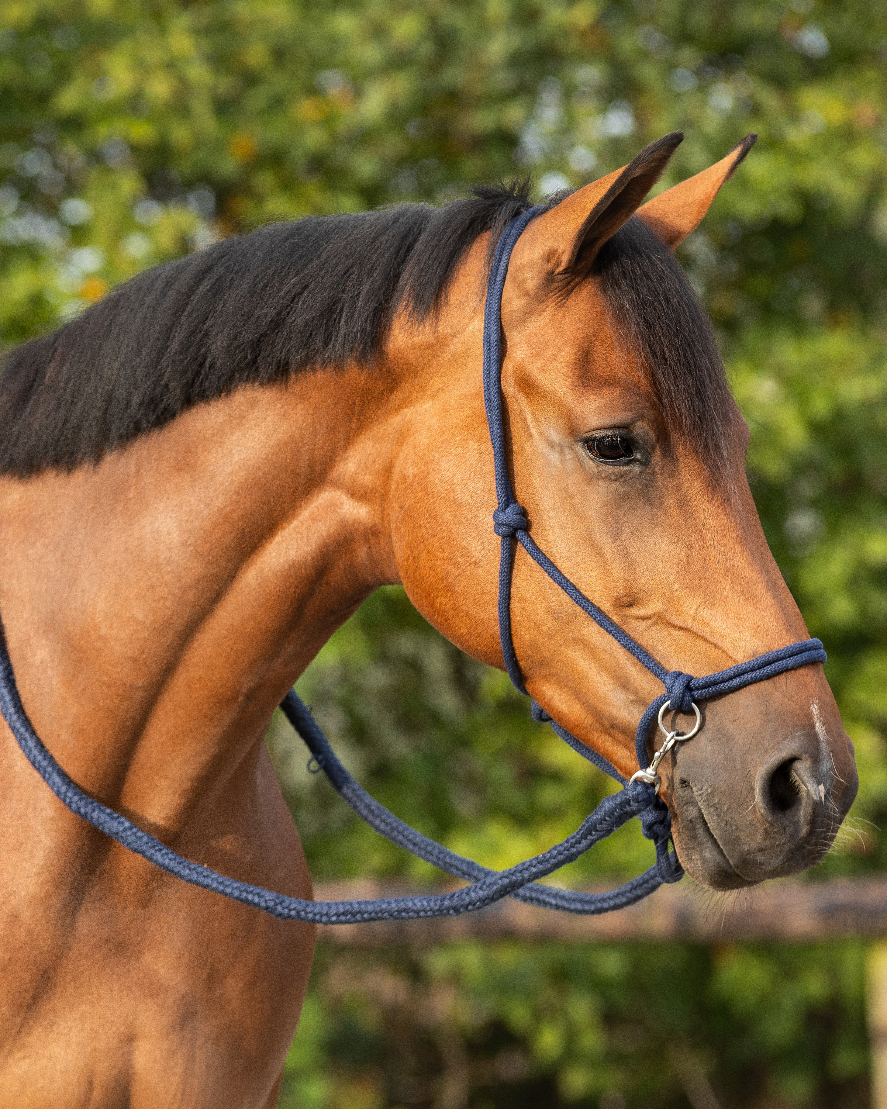 Knotenhalfter mit Zügel