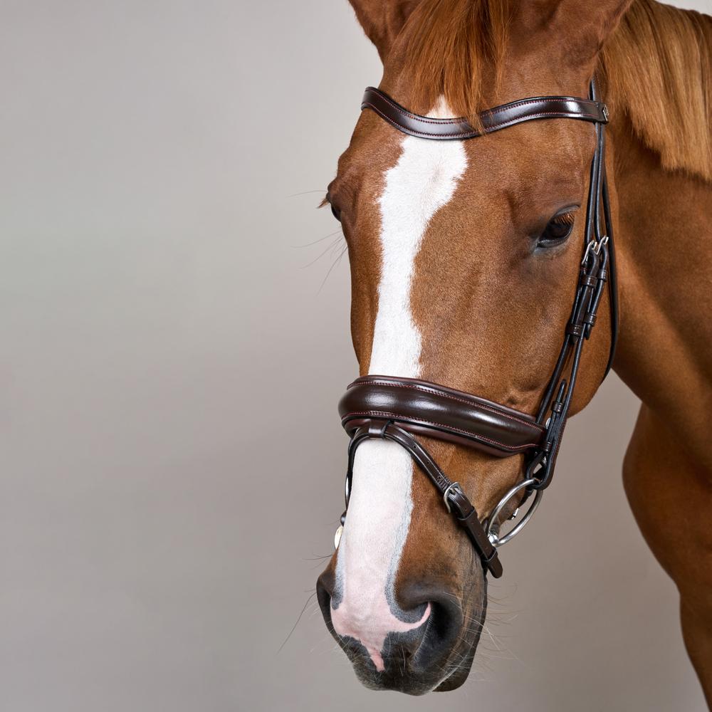 Trense mit breitem schwedischem Reithalfter WO