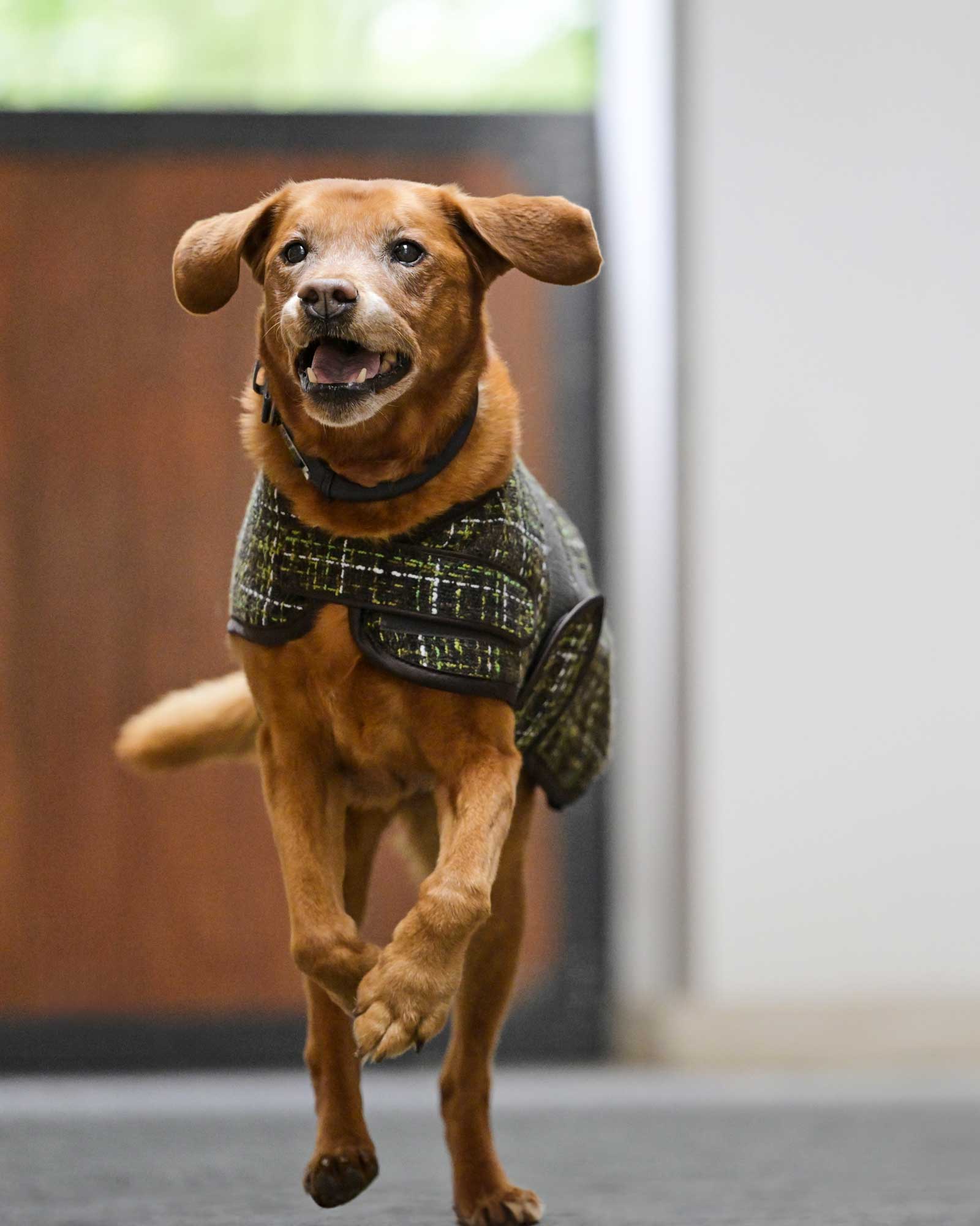 Bouclé Platinum dog coat in teak brown