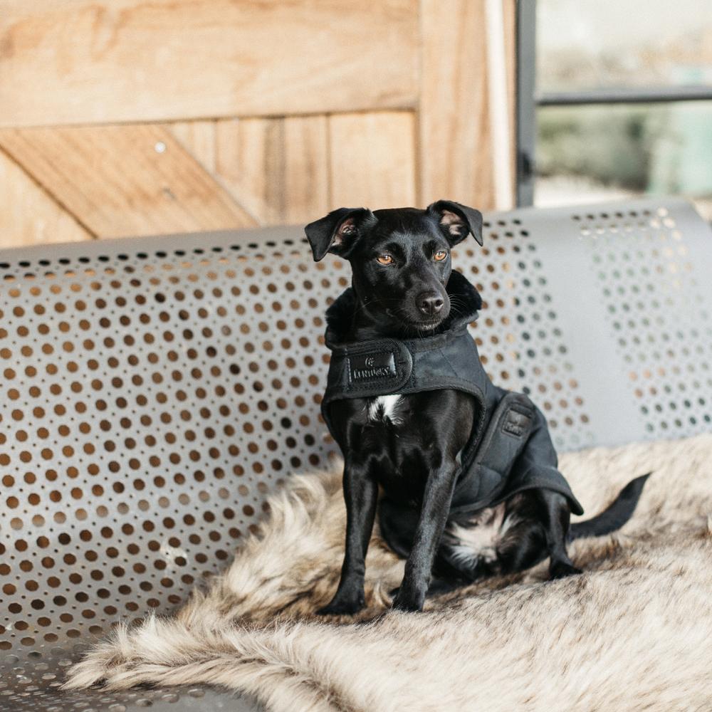 Manteau pour chien Original