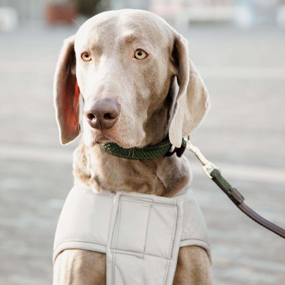 Hundemantel Reflektierend & Wasserabweisend Bauchlatz | Kentucky Dogwear