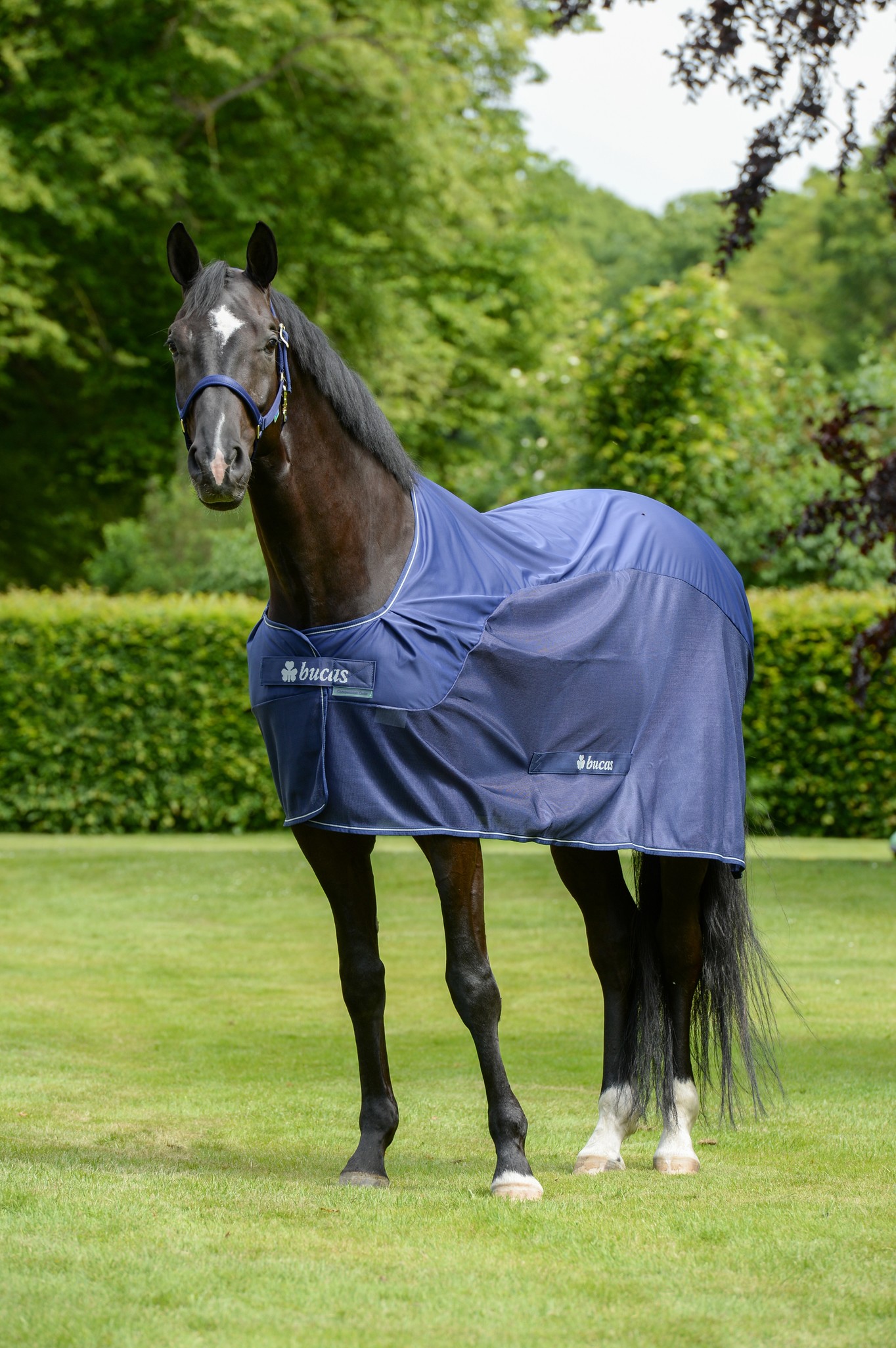 Abschwitzdecke Competition Cooler in Navy