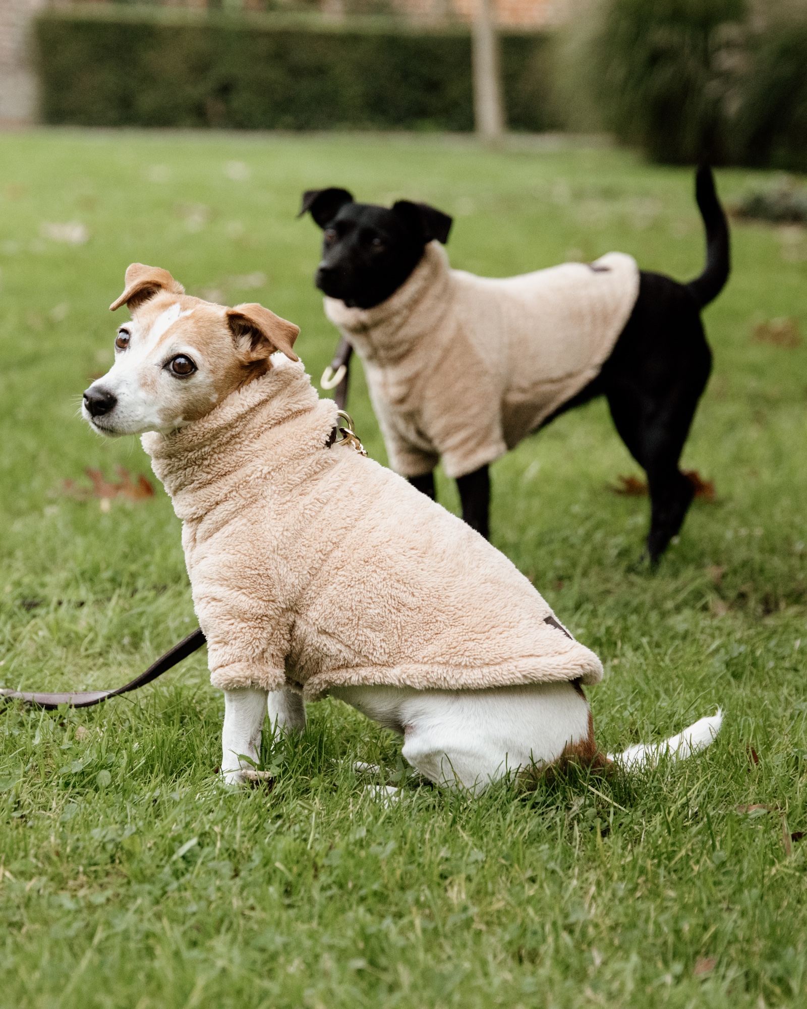Teddy fleece dog jumper