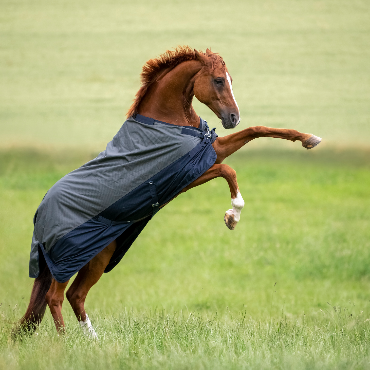 Outdoordecke Active Pro 50