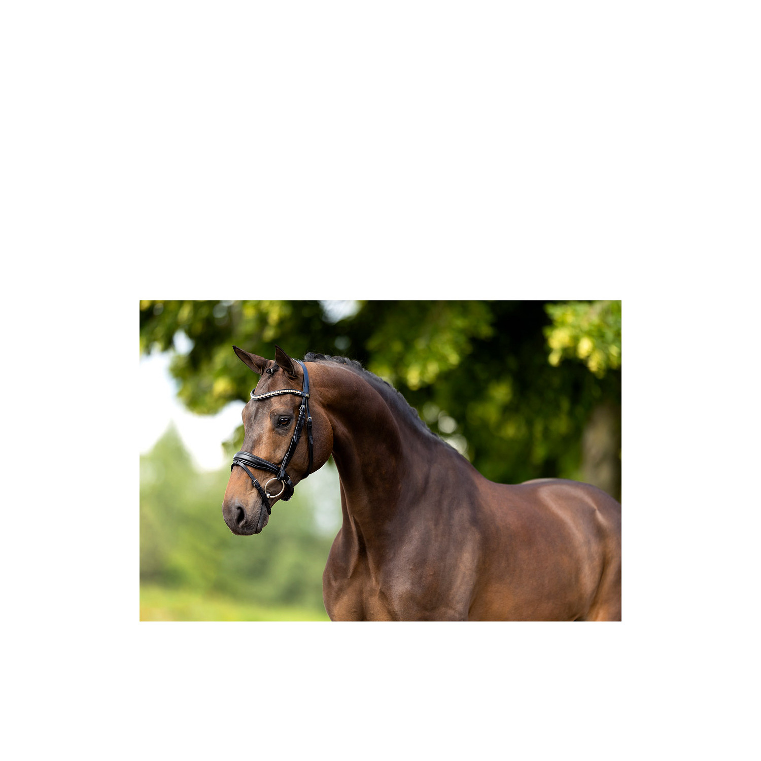 Snaffle hoofdstel Oldham anatomisch