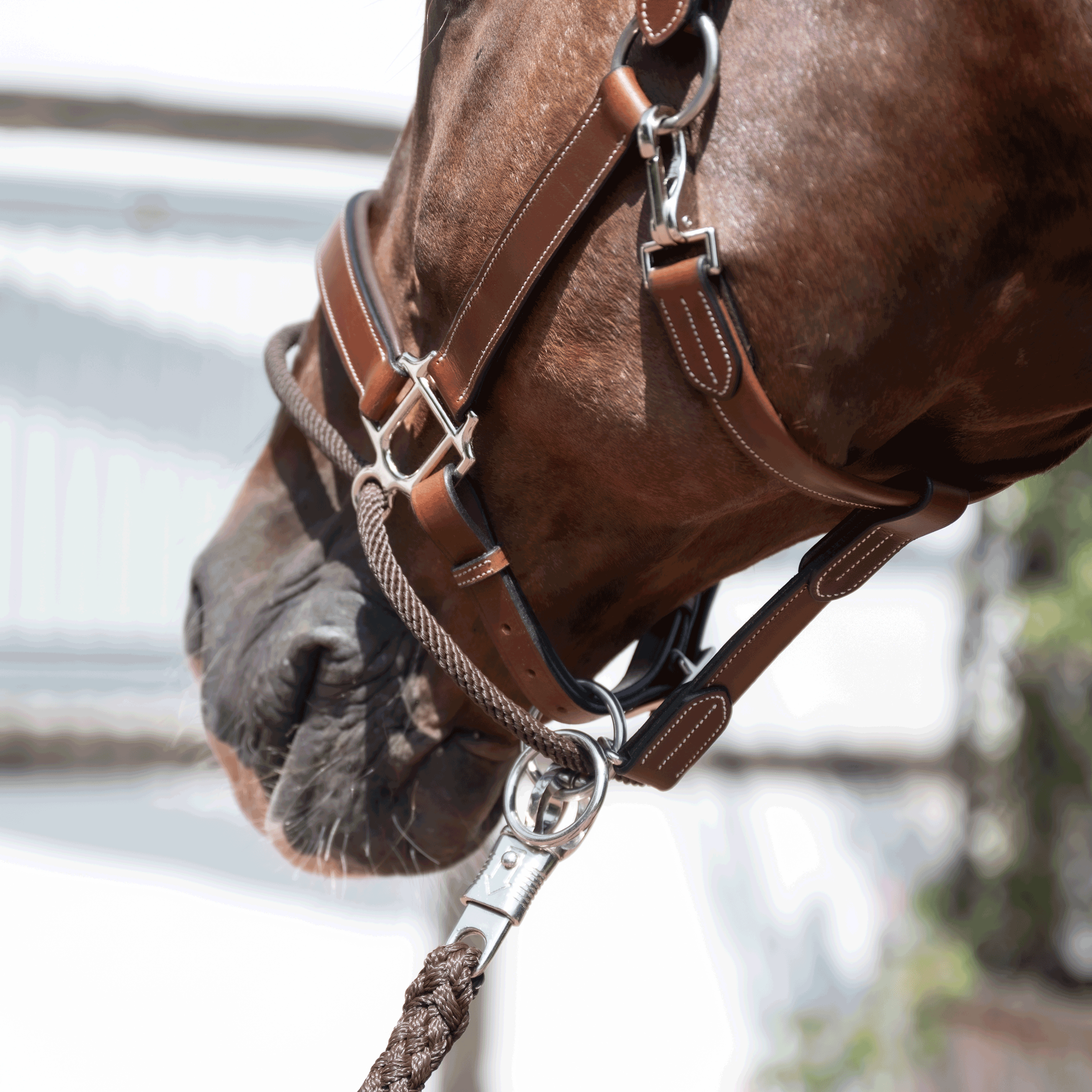 Headcollar EASY-CORRECT