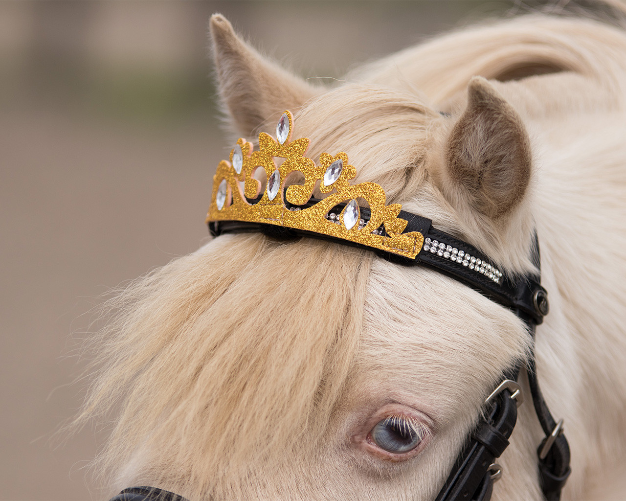 Crown for horse
