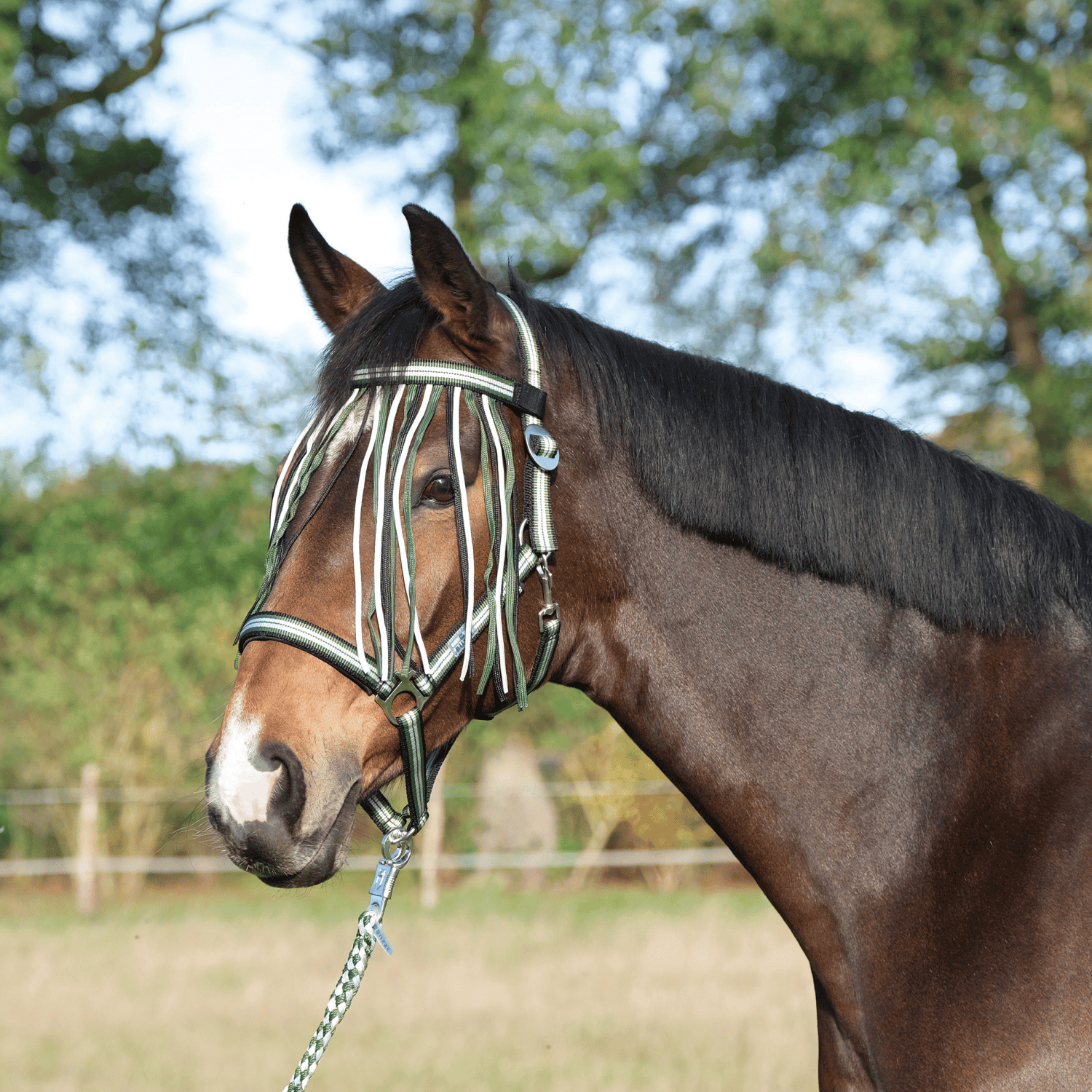 Fliegenfransen Visby