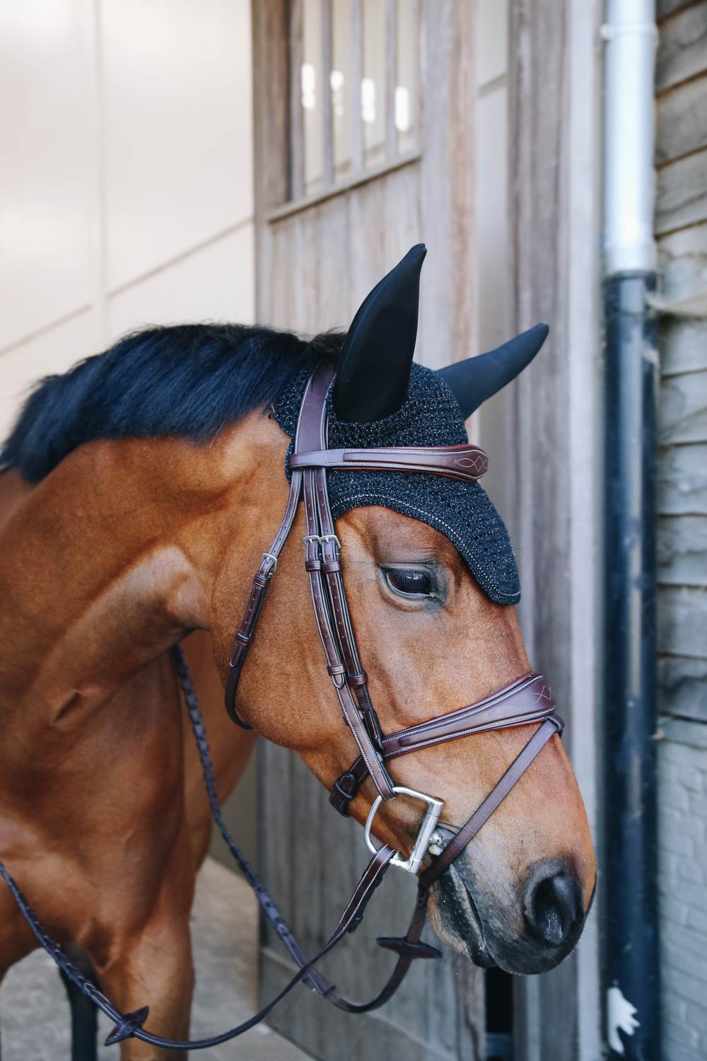 Fliegenhaube Wellington Sparkling