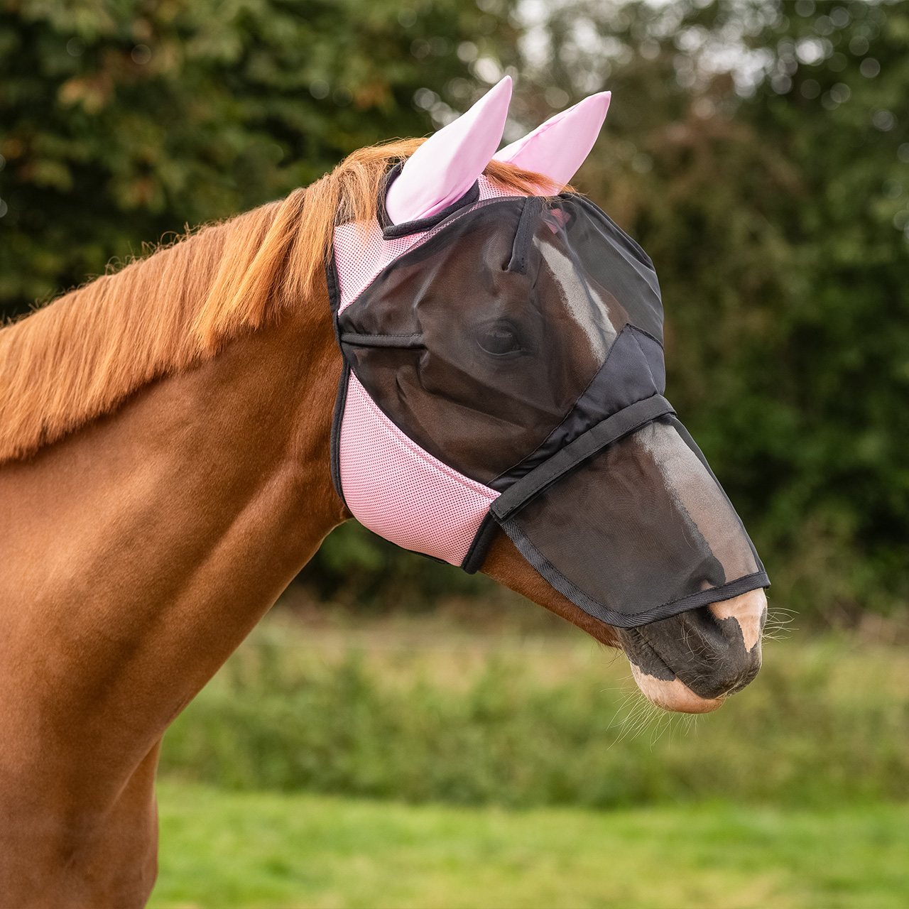 Fly mask with removable nose protection