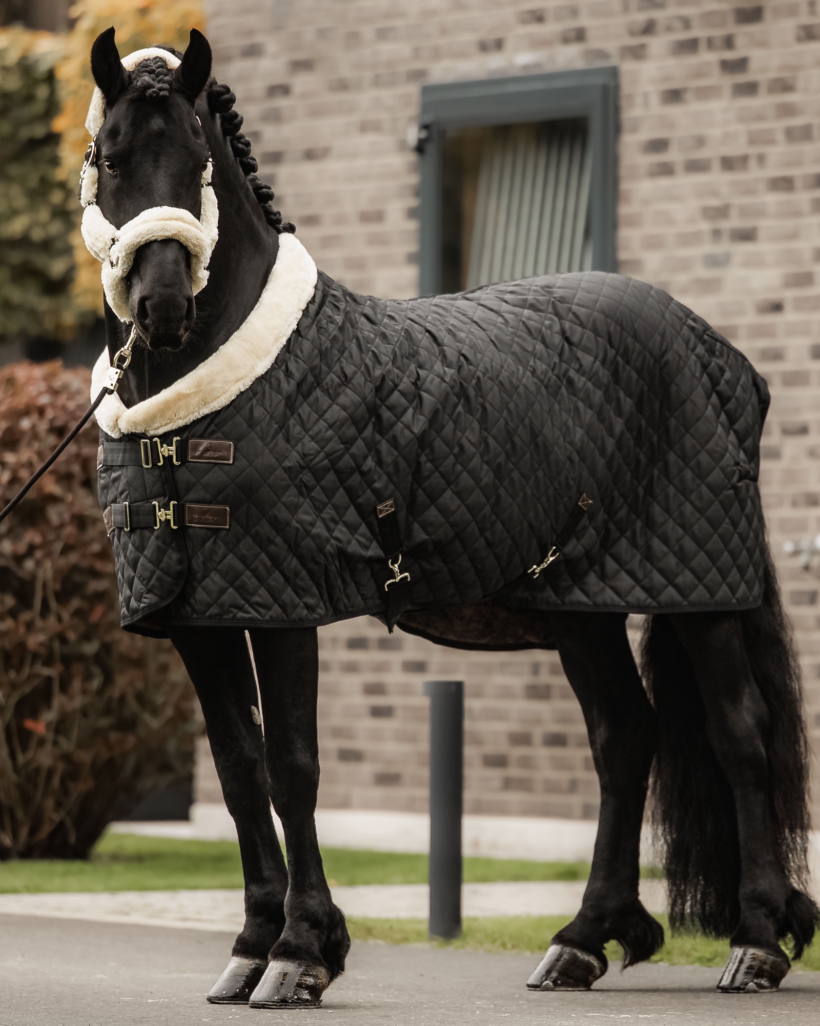 Show rug Show Rug 160g