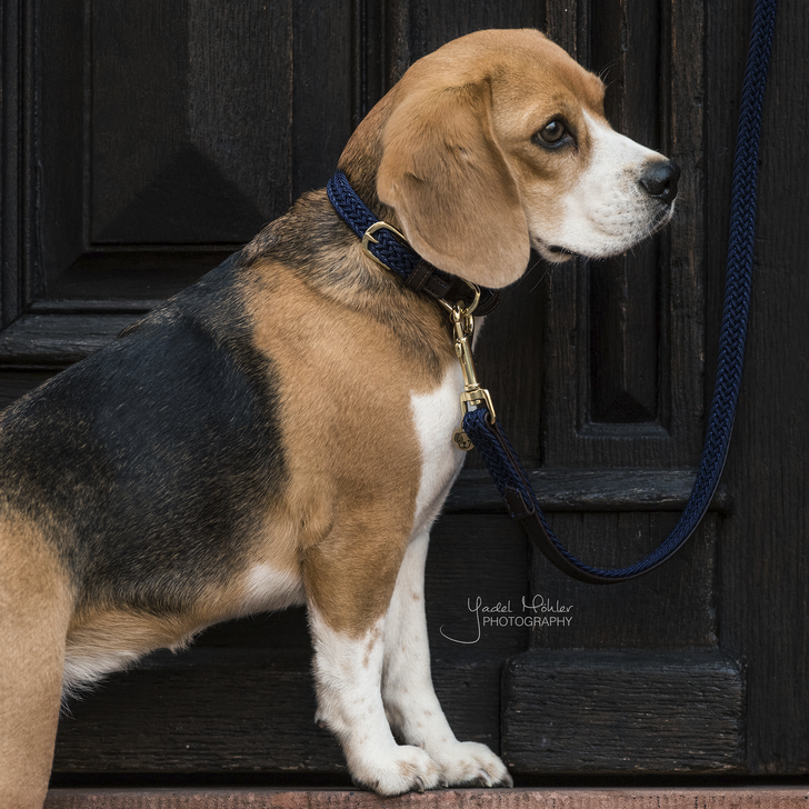 Nylon braided dog lead
