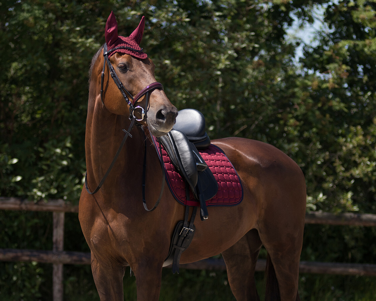 Fliegenohren Florence