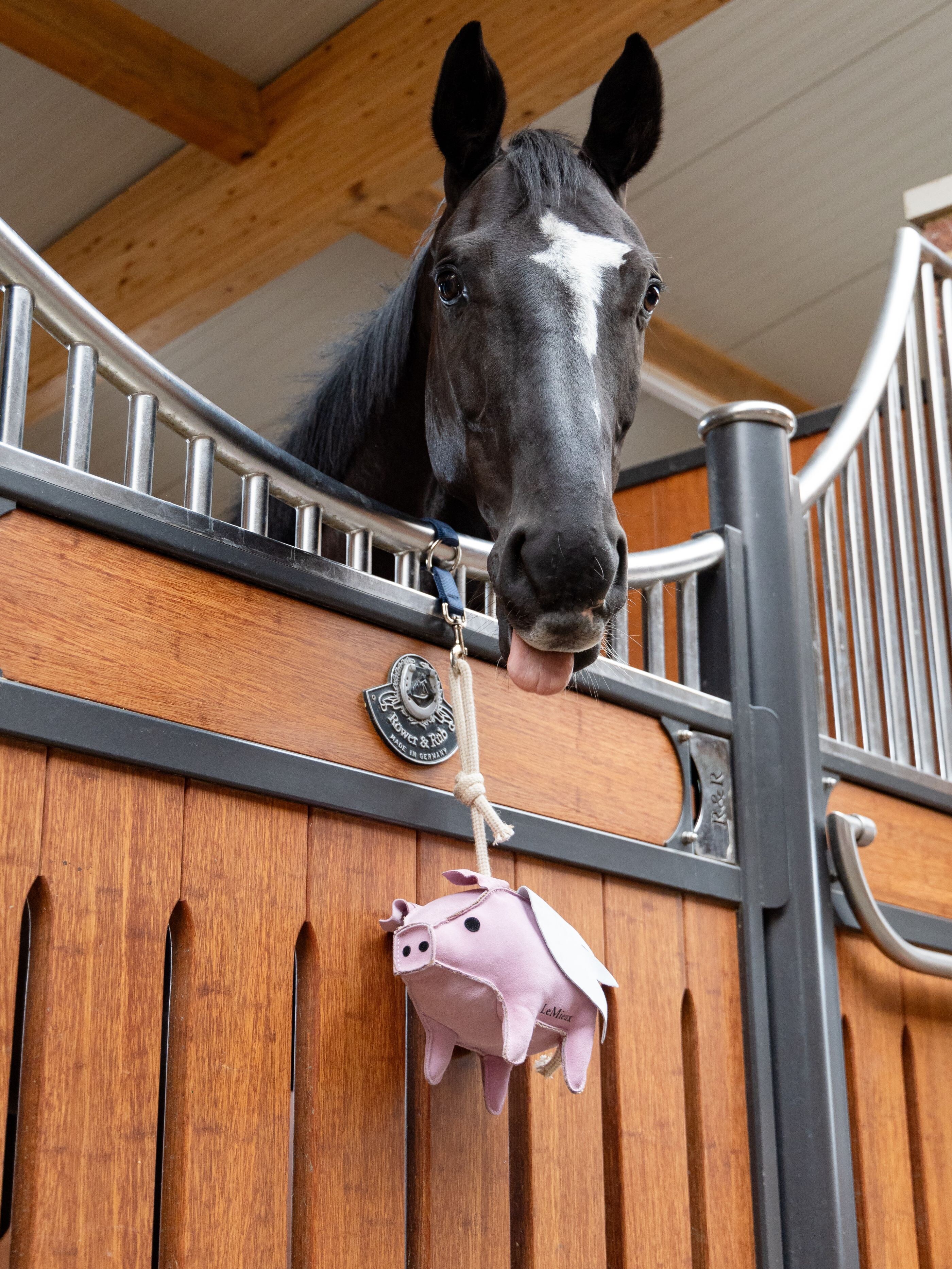 Spielzeug-Schweinchen voor paarden