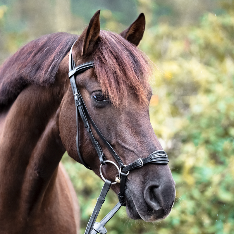 Bridle "Levana" hann.
