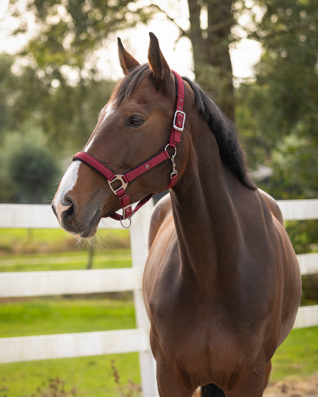 Halter Deluxe