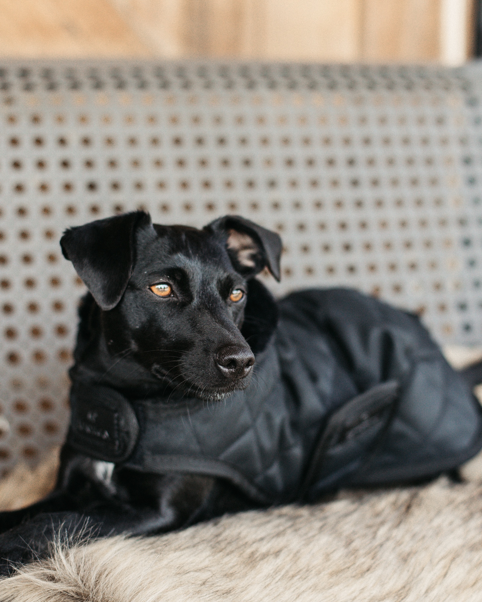 Original dog coat