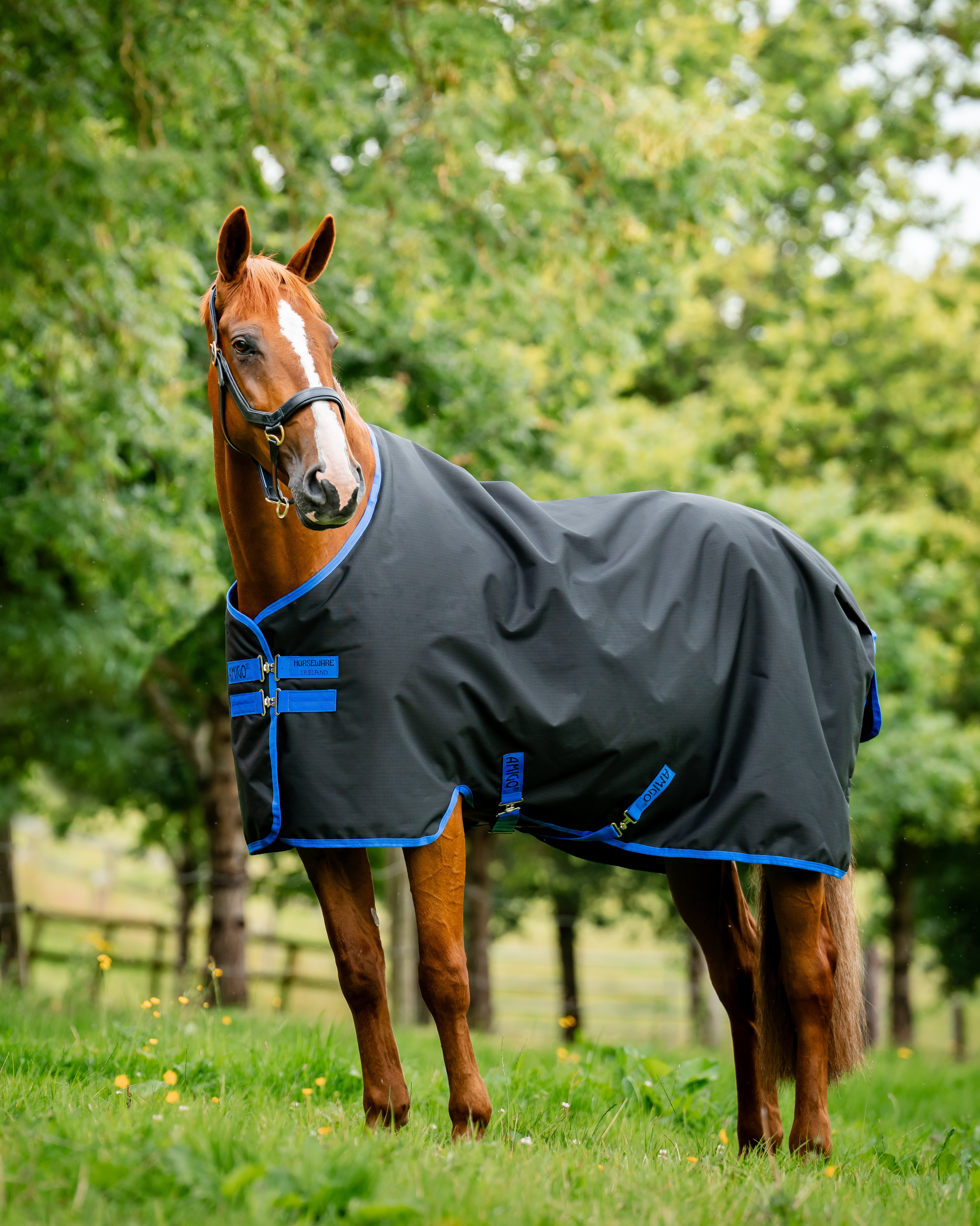 Outdoor rug Amigo Ripstop Turnout 100g in black/classic blue