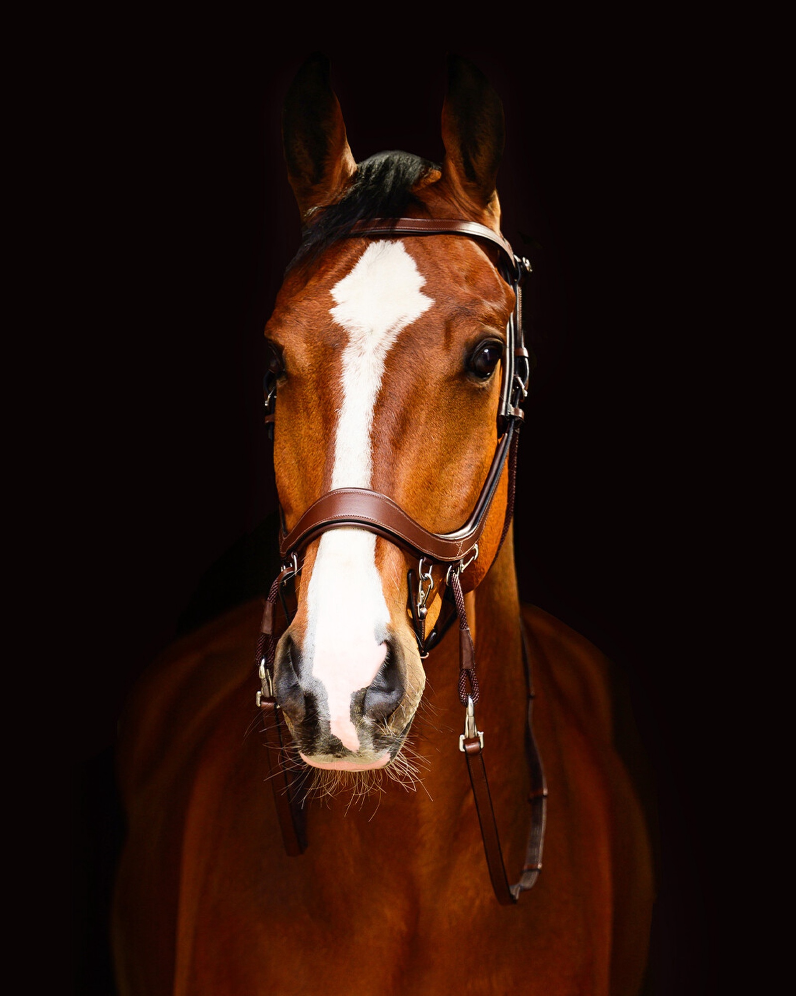Snaffle FaySport bitless