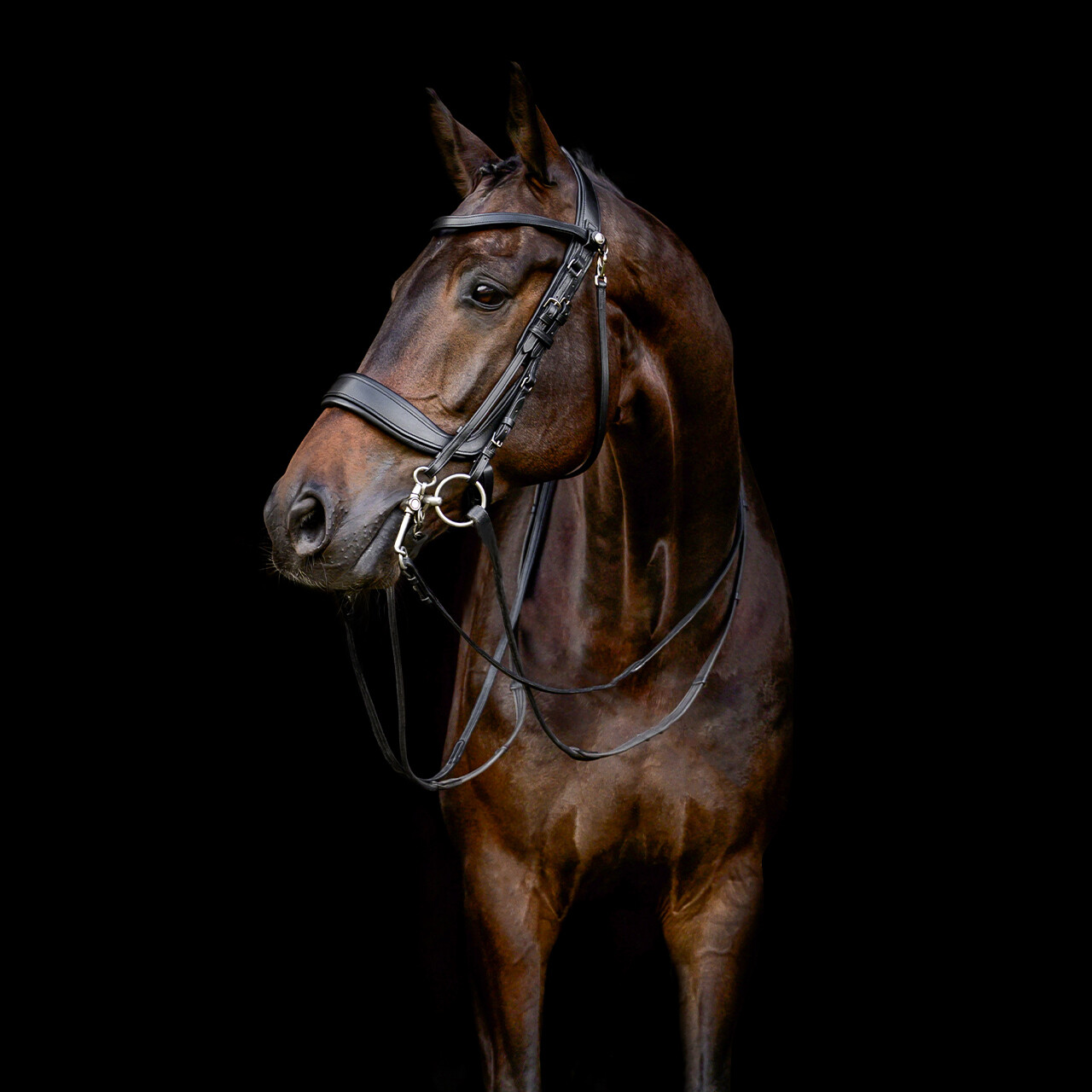 Double bridle FayPerform