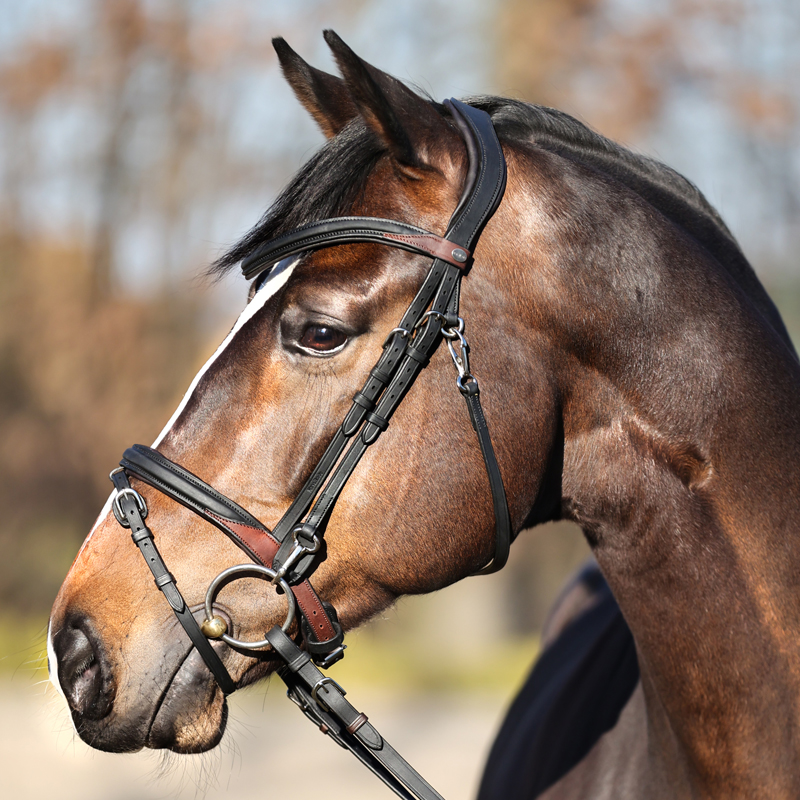 Snaffle oiled leather "Everyday" close-comb.