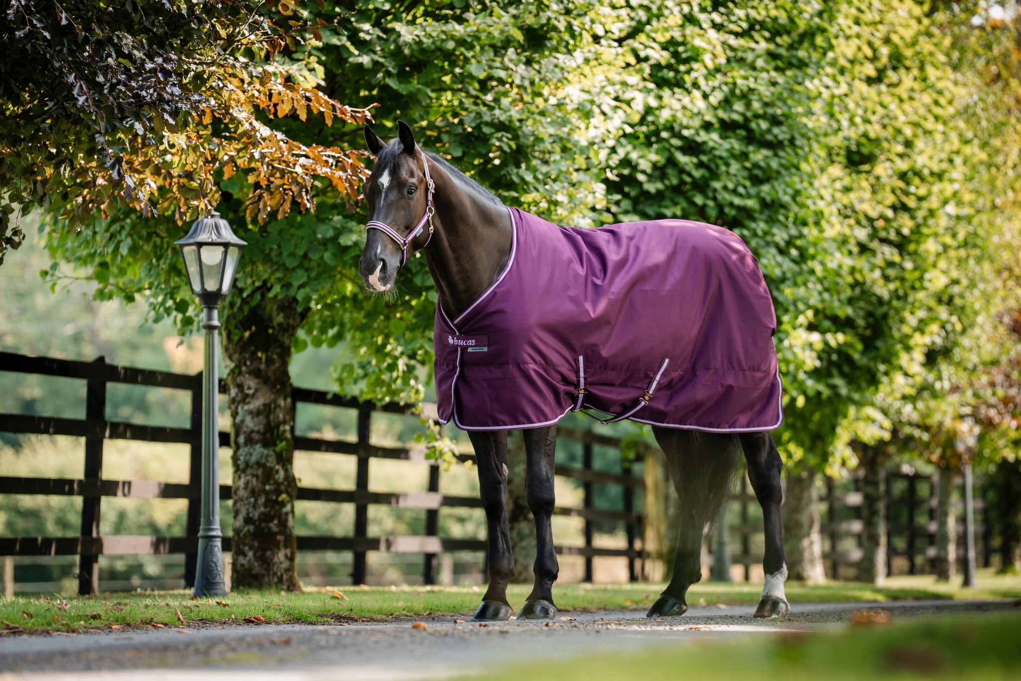 Stalldecke Freedom Stable 300 g in Blackberry