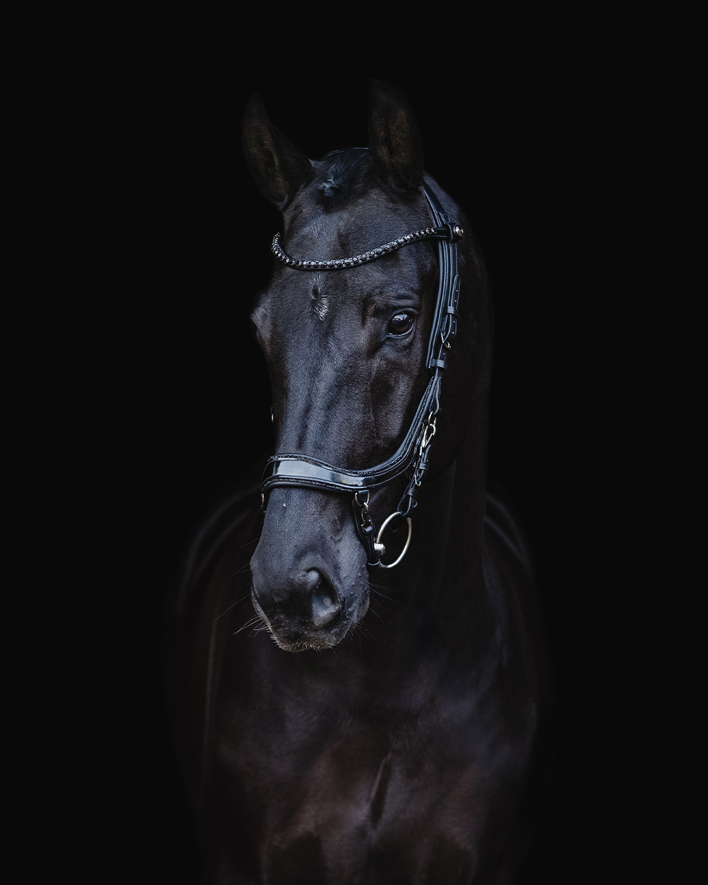 Trense FaySport Blackpearl