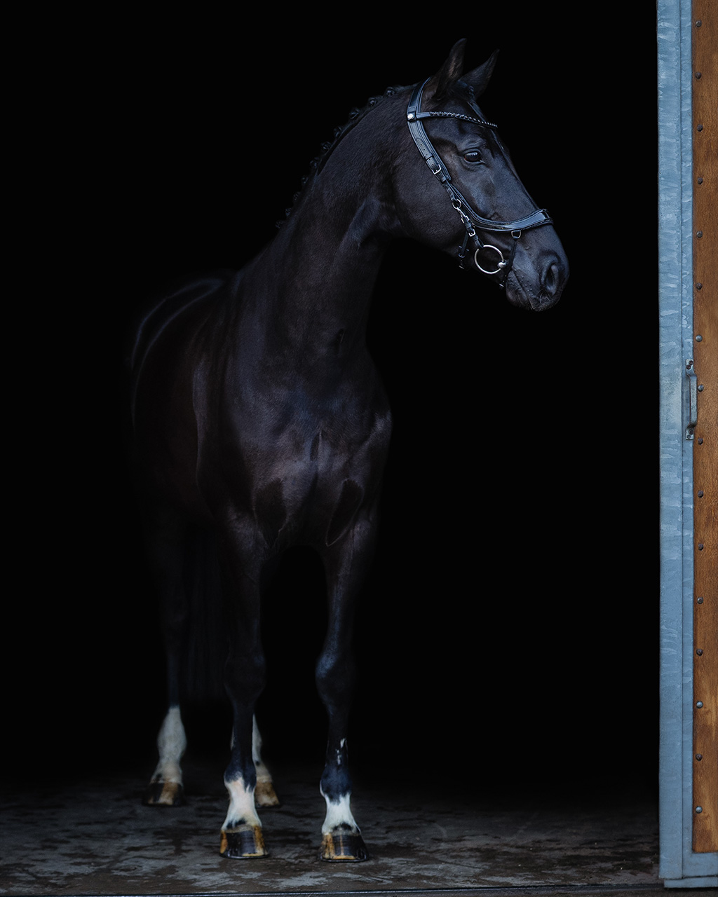 Trense FaySport Blackpearl