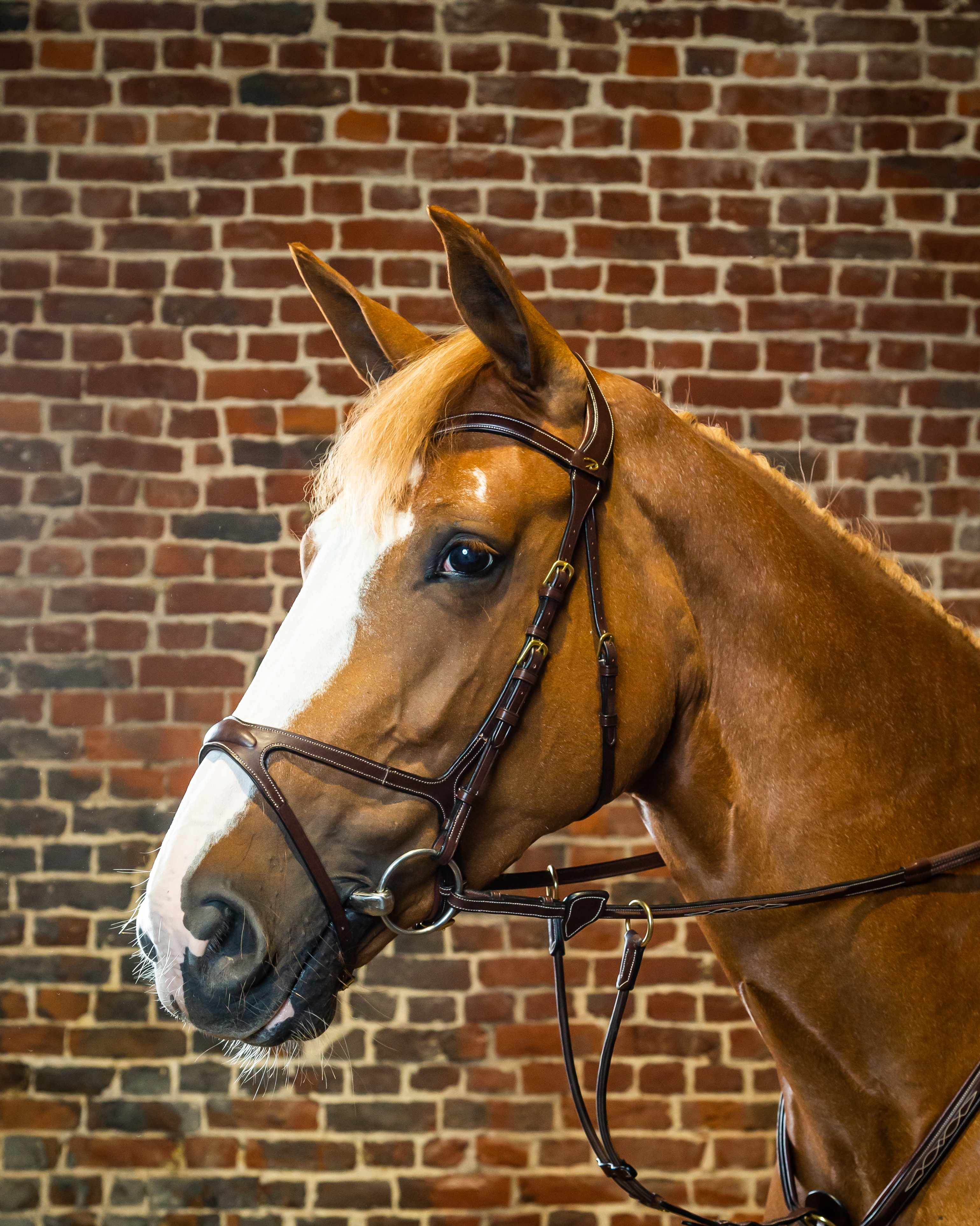 Snaffle X-fit