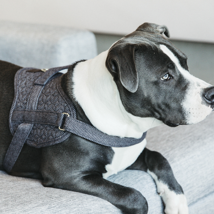 Hundegeschirr Body Safe Wool | Kentucky Dogwear