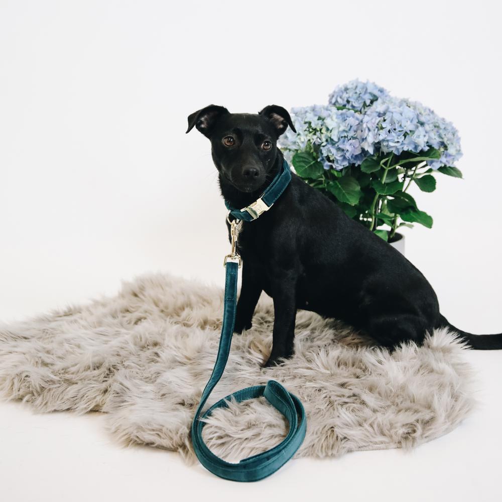 Hunde Halsband Velvet