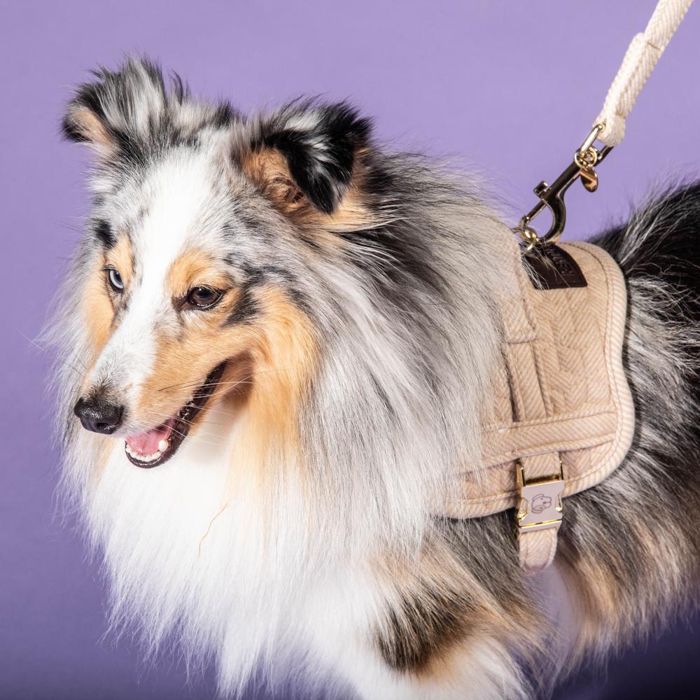 Hundegeschirr Body Safe Wool | Kentucky Dogwear