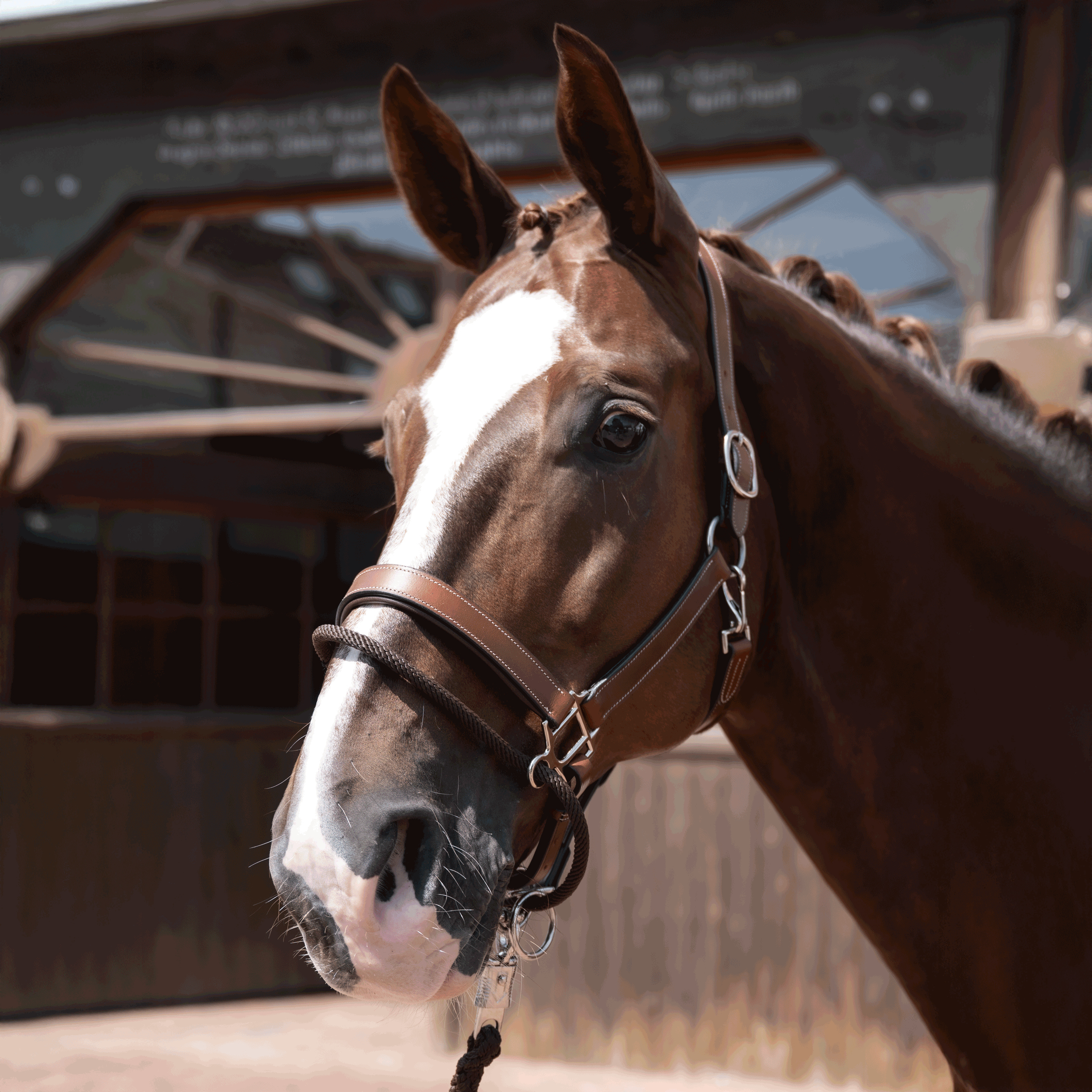 Headcollar EASY-CORRECT
