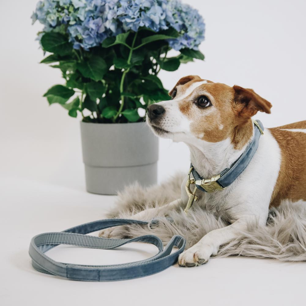 Laisse pour chien Velvet 120 cm