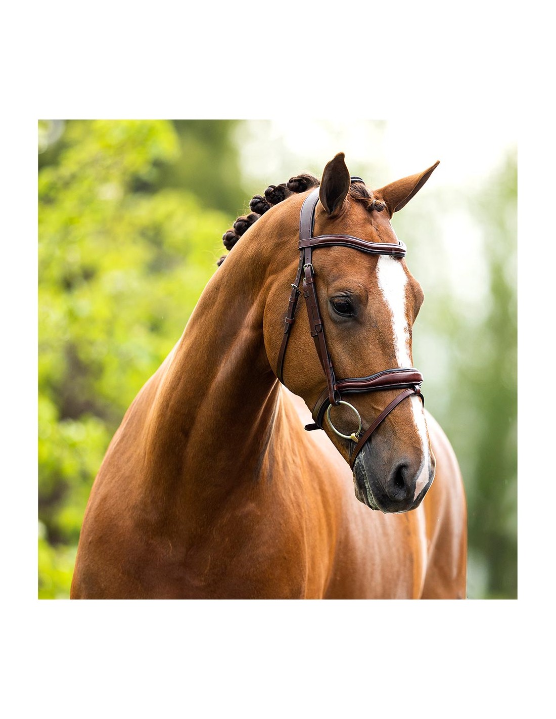 Snaffle bridle Luton anatomical in oak/silver