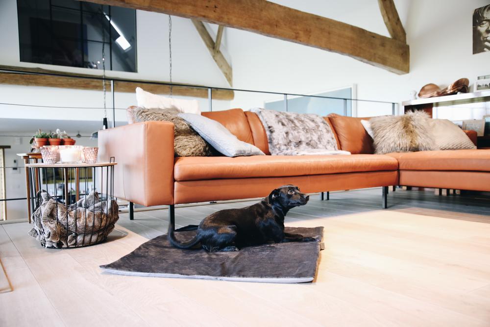 Hundebett Travel In Style | Kentucky Dogwear