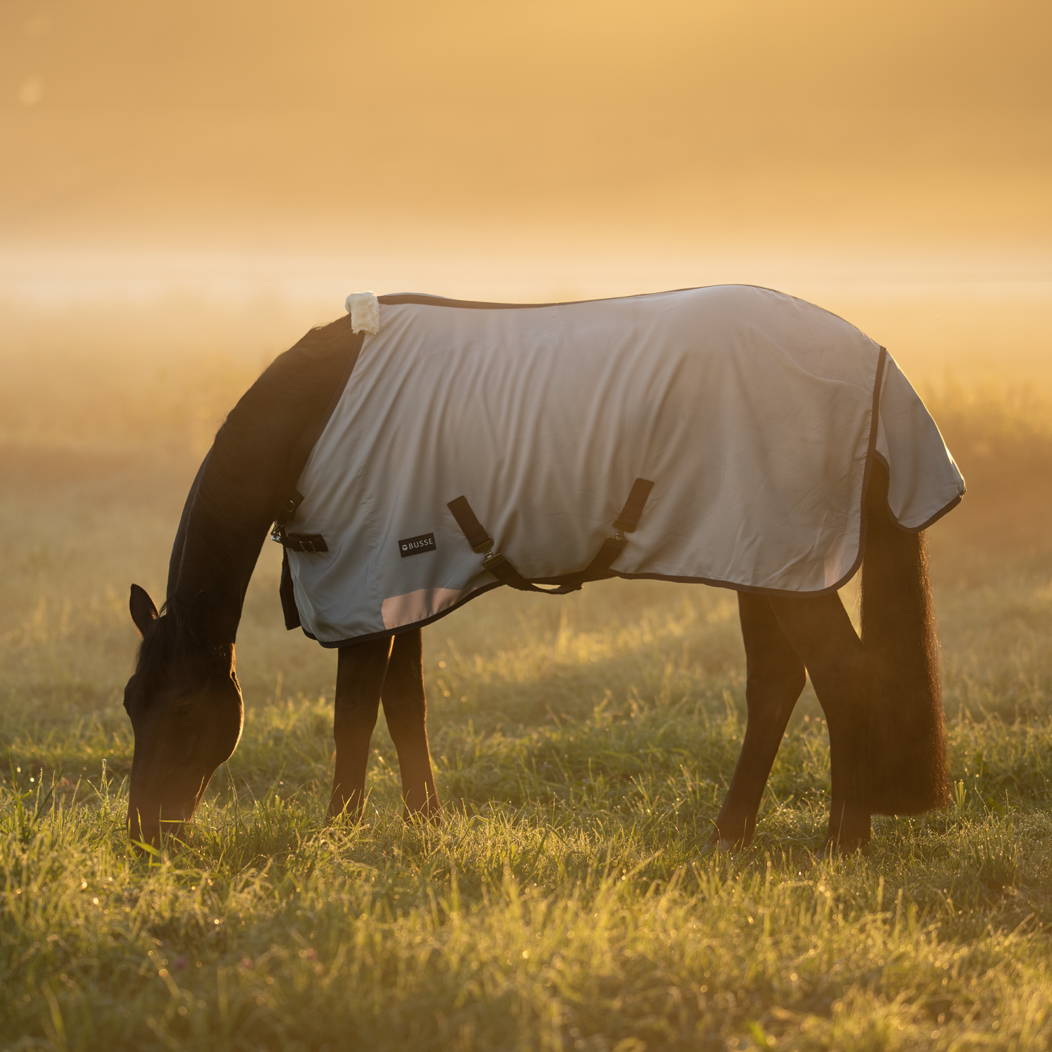 Sommerdecke Early Season