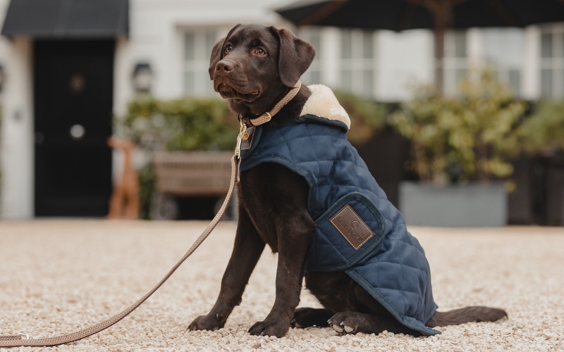 Kentucky Dogwear Hund in einem Kentucky Dogwear Hundemantel
