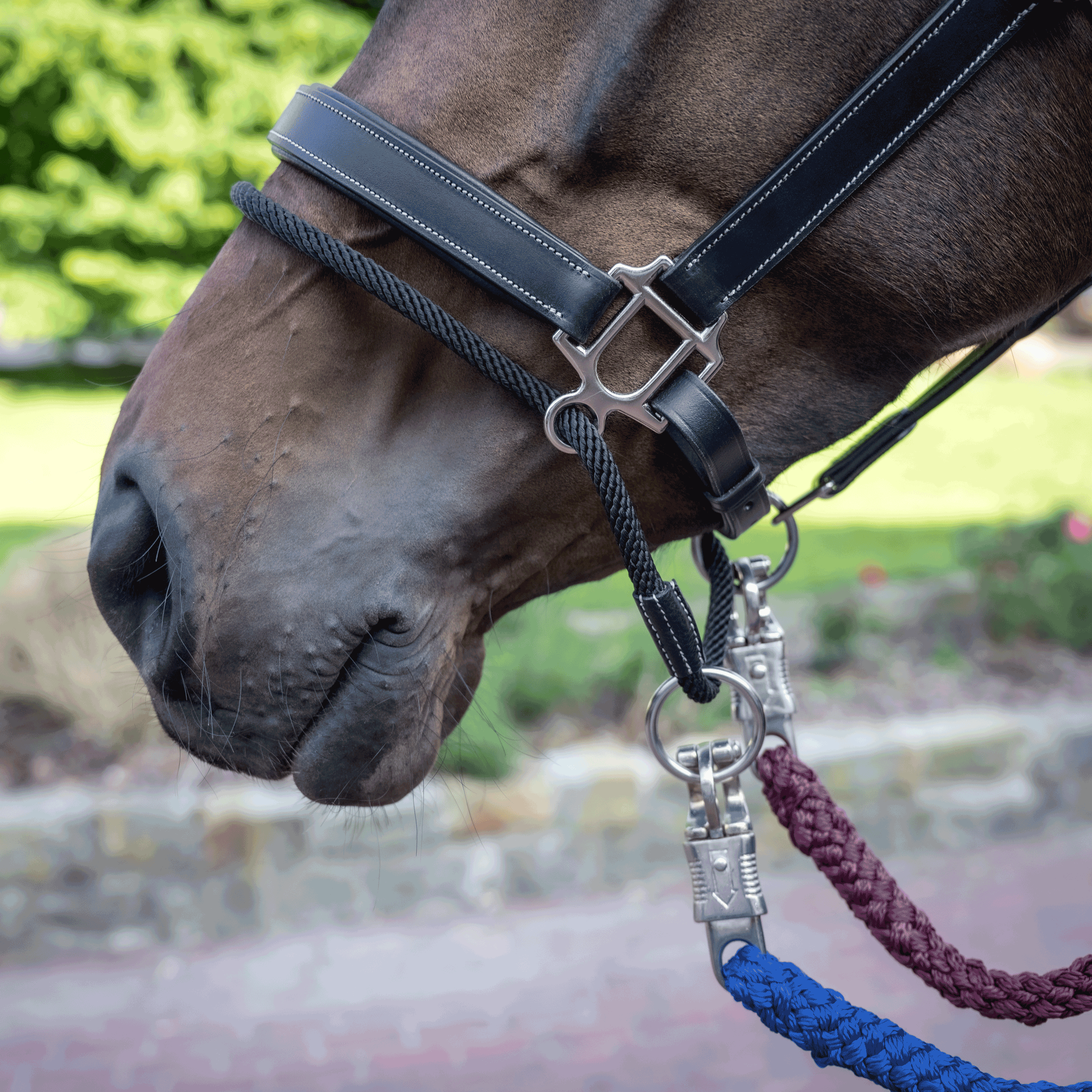 Headcollar EASY-CORRECT