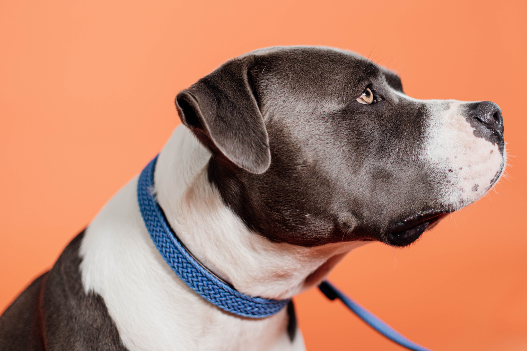 Braided nylon dog collar