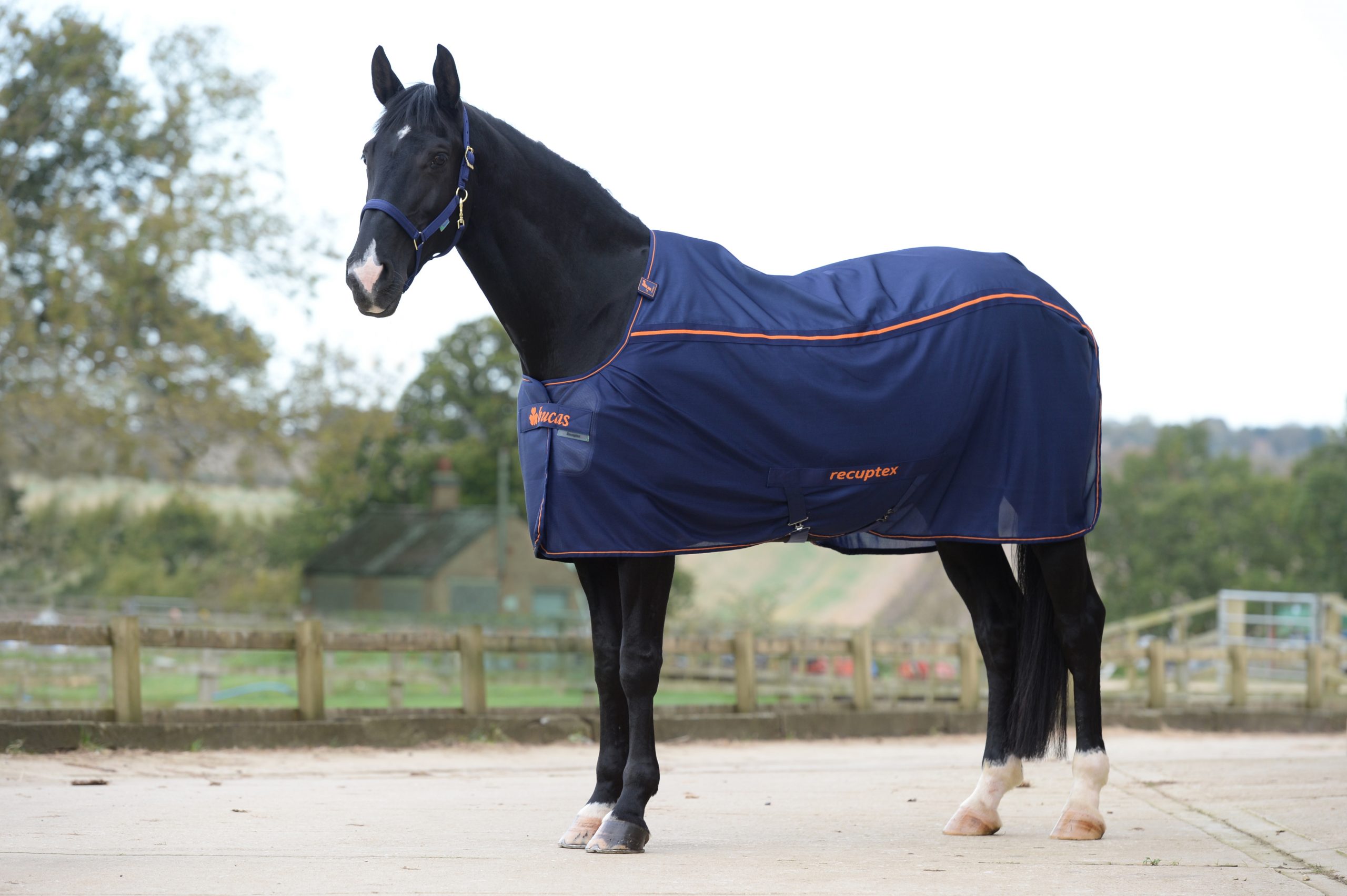 Stable rug Therapy Turnout Light in Navy/Orange