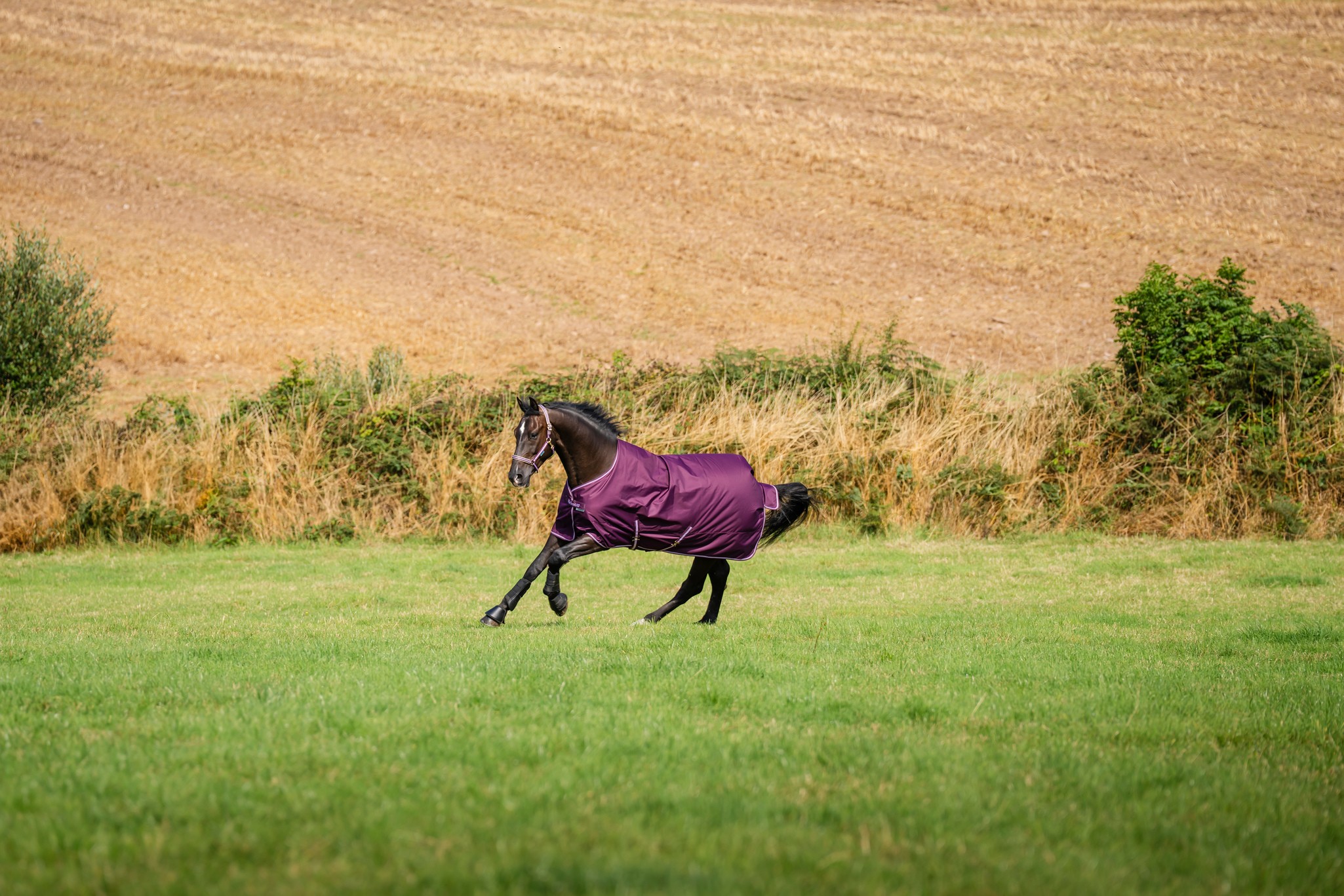 Outdoordecke Freedom Turnout 150 g mit Halsteil in Blackberry