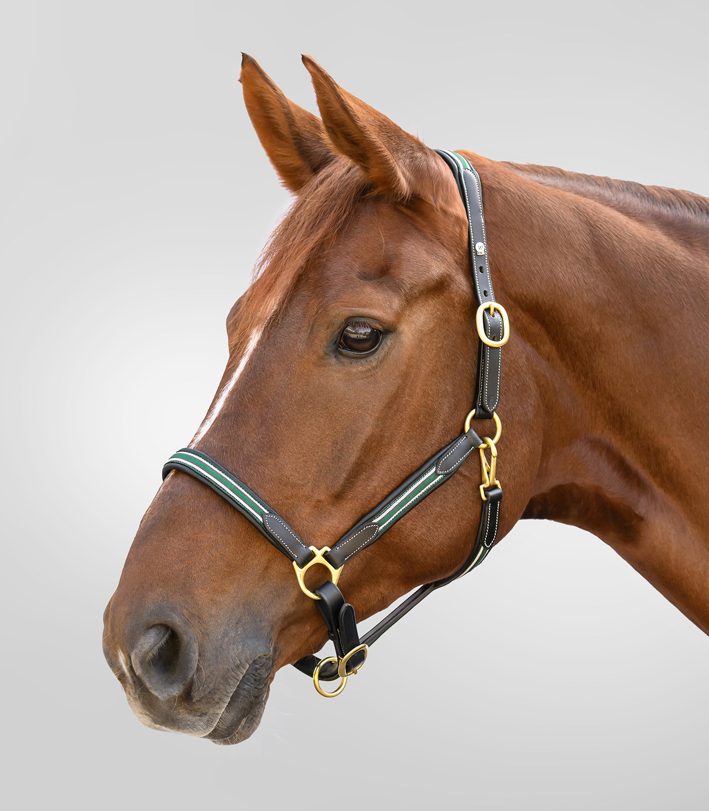 X-Line Lederhalfter Oxford in schwarz