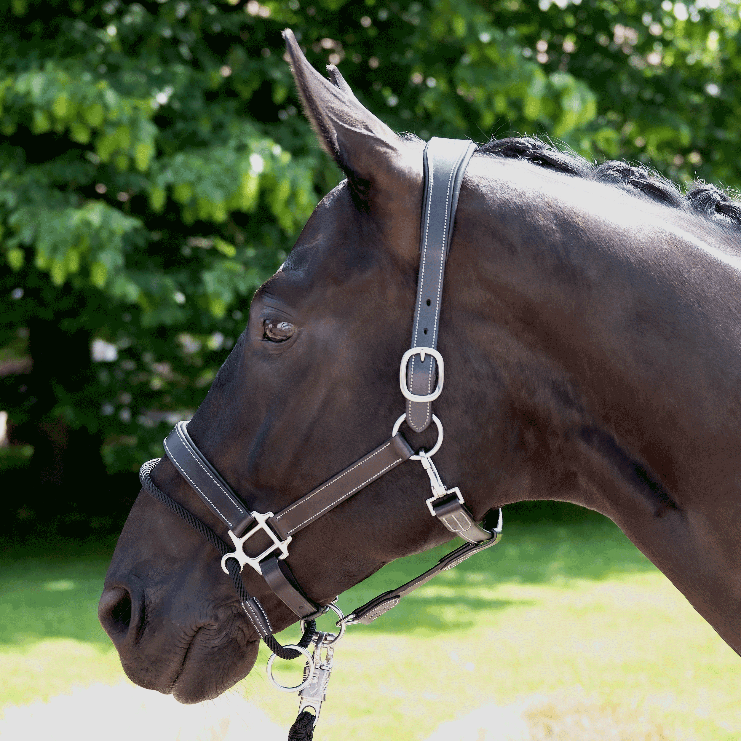 Headcollar EASY-CORRECT