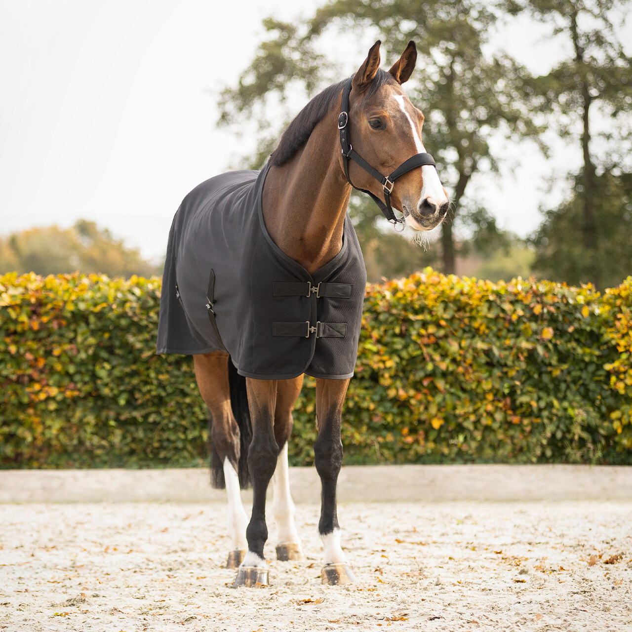 Show rug Avenna in black